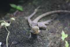 Basiliscus basiliscus
