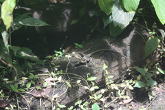 Basiliscus basiliscus