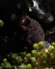 Abantennarius nummifer