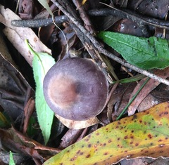 Thaxterogaster submagellanicus