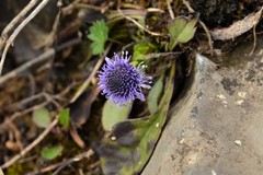 Globularia trichosantha