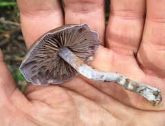 Thaxterogaster submagellanicus