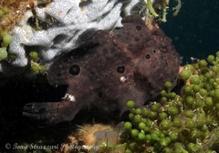 Abantennarius nummifer