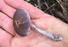 Thaxterogaster submagellanicus