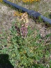 Lupinus gredensis