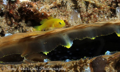 Lubricogobius exiguus