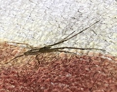 Tetragnatha mandibulata