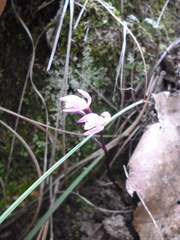 Triphora trianthophoros