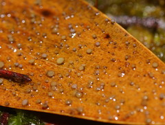 Hymenotorrendiella eucalypti image