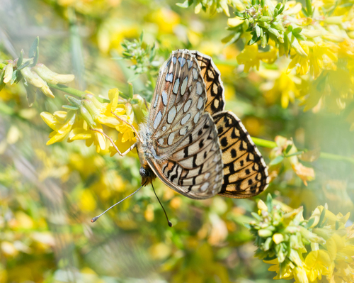 iNaturalist observation photo of Callippe Fritillary