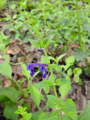 Scutellaria dumetorum
