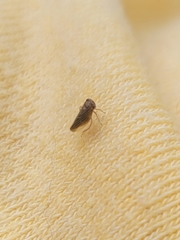 Agalliina