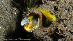 Lubricogobius exiguus