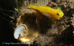 Lubricogobius exiguus