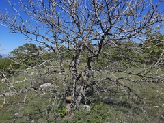 Pistacia atlantica mutica