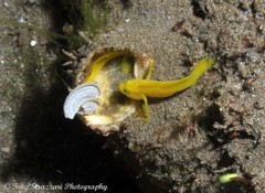 Lubricogobius exiguus