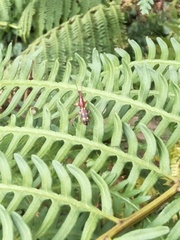 Baryrhynchus poweri