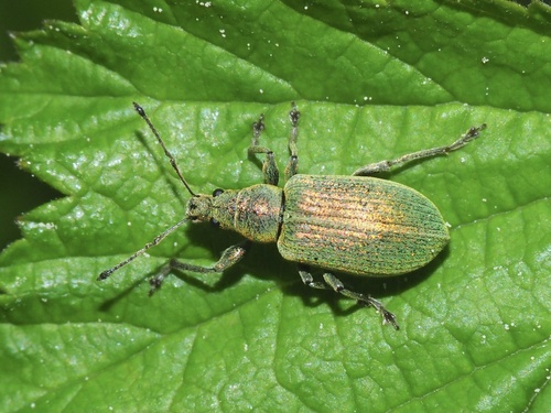 Nettle weevil photo 3