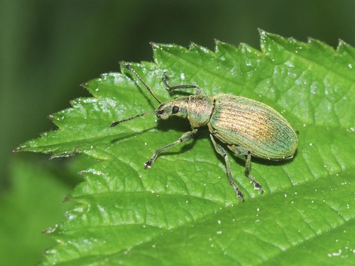 Nettle weevil