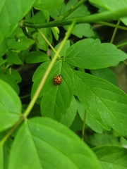 Harmonia axyridis