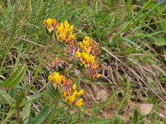 Anthyllis vulneraria vulneraria