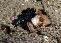 Scorpaenidae