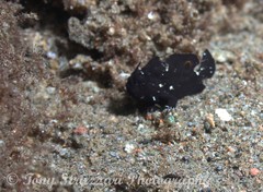 Nudiantennarius subteres