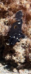 Nudiantennarius subteres
