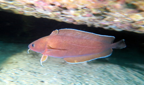 Baardrotskabeljauw (Lotella rhacina) — Moridae — 5