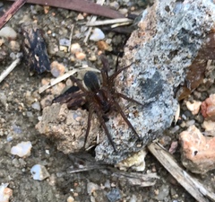 Trochosa ruricoloides