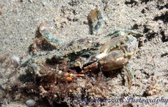 Thalamitinae