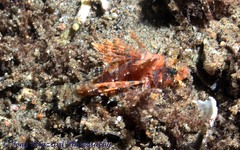 Dendrochirus brachypterus