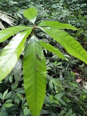 Lithocarpus hancei
