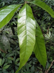 Lithocarpus hancei