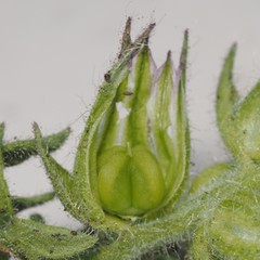 Glandularia tumidula