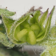 Glandularia tumidula