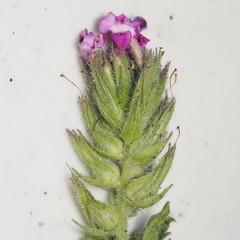 Glandularia tumidula