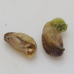 Glandularia tumidula