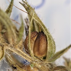 Glandularia tumidula