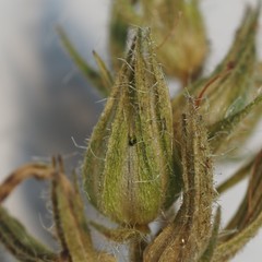 Glandularia tumidula