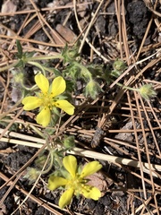 Potentilla concinna