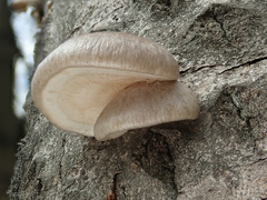Pleurotus calyptratus
