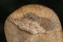 Hygrochroma bubona