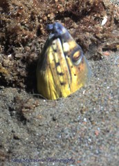 Ophichthus altipennis