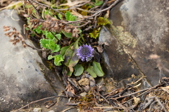 Globularia trichosantha