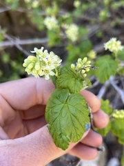 Ribes wolfii