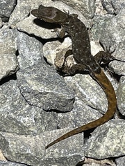 Lepidoblepharis