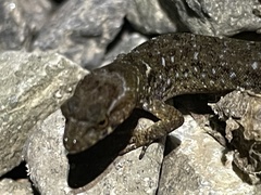 Lepidoblepharis