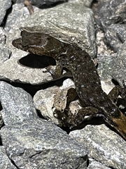 Lepidoblepharis