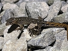Lepidoblepharis